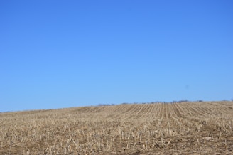 A vast, harvested cornfield stretches across the landscape under a clear blue sky. The stubs of corn stalks are uniformly aligned in rows, giving a sense of order and continuity.