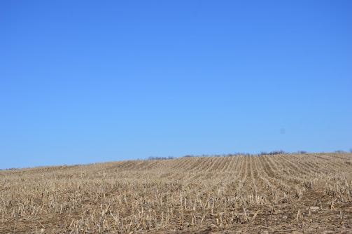 A vast, harvested cornfield stretches across the landscape under a clear blue sky. The stubs of corn stalks are uniformly aligned in rows, giving a sense of order and continuity.