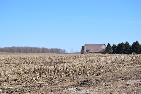 A rural landscape featuring a large field of harvested crops with remnants of cornstalks. In the background, there is a barn with a red roof and a silo beside it, surrounded by a line of evergreen trees. The sky is clear with a bright blue hue.