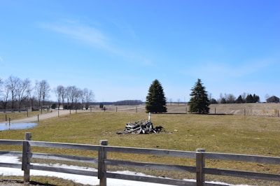A rural landscape featuring a grassy field bordered by wooden fences. In the center, a pile of branches or wood is visible. Two evergreen trees stand prominently in the middle ground, while leafless deciduous trees line the background. A clear blue sky stretches overhead.