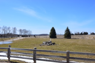 A rural landscape featuring a grassy field bordered by wooden fences. In the center, a pile of branches or wood is visible. Two evergreen trees stand prominently in the middle ground, while leafless deciduous trees line the background. A clear blue sky stretches overhead.