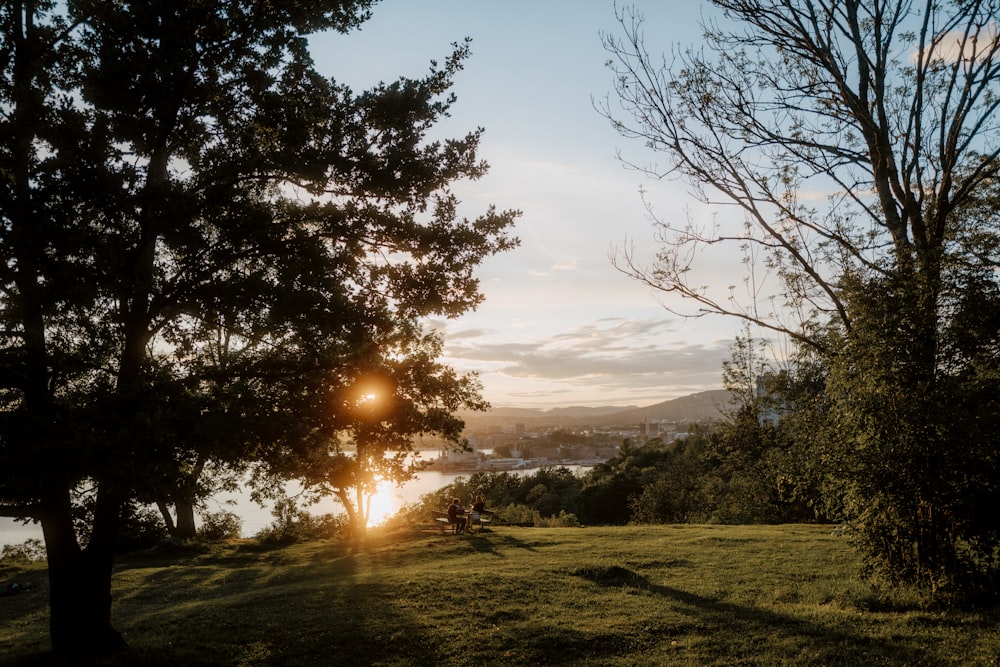 O sol está brilhando através das árvores no morro