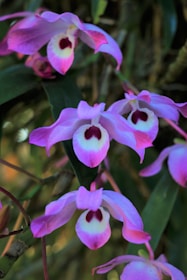 Clusters of vibrant pink and white orchids with dark red centers are surrounded by green foliage. The delicate petals have a soft gradient, creating an elegant and peaceful composition.