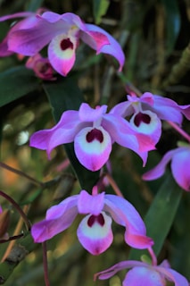 Clusters of vibrant pink and white orchids with dark red centers are surrounded by green foliage. The delicate petals have a soft gradient, creating an elegant and peaceful composition.
