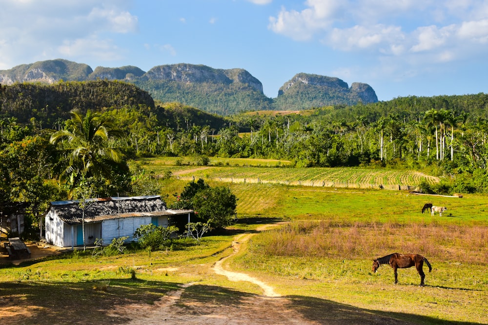 a horse grazing in a field with mountains in the background