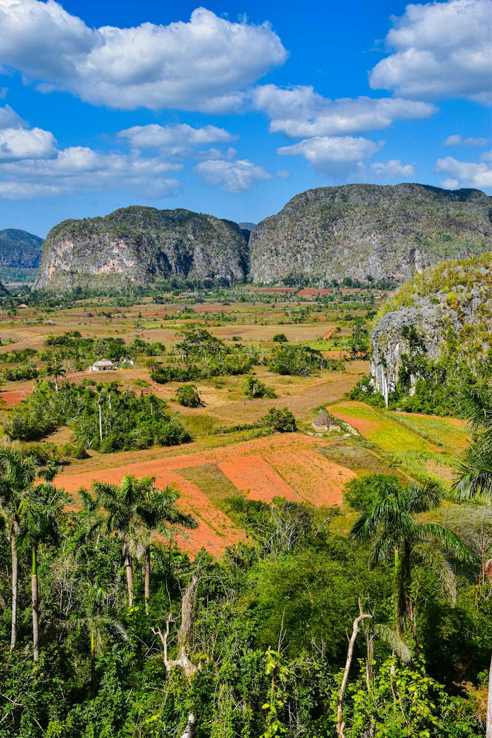 a lush green forest filled with lots of trees