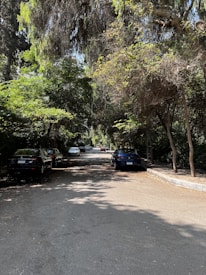 A quiet street lined with parked cars on either side, shaded by tall trees whose branches and leaves form a dense canopy. Sunlight filters through the leaves, creating patches of light and shadow on the road. The area appears serene and residential.