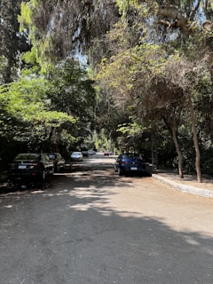 Quiet street with trees and parked cars in a residential area.