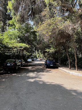 Quiet street with trees and parked cars in a residential area.