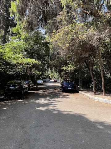 A quiet street lined with parked cars on either side, shaded by tall trees whose branches and leaves form a dense canopy. Sunlight filters through the leaves, creating patches of light and shadow on the road. The area appears serene and residential.