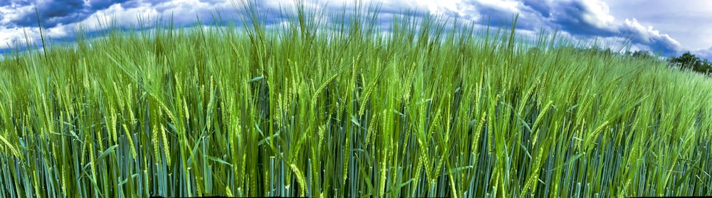 Un champ d’herbe verte sous un ciel bleu nuageux