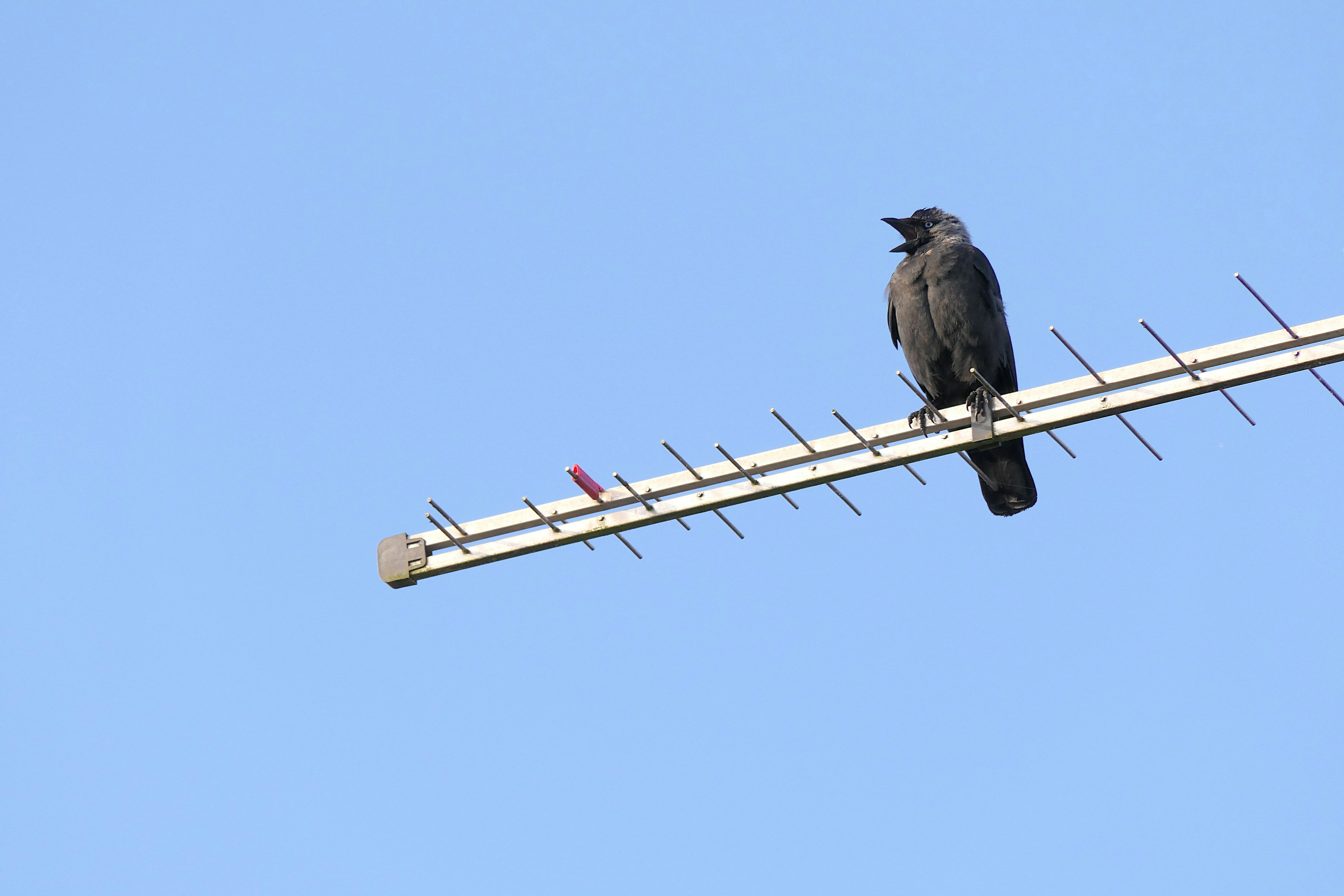 a black bird sitting on top of a antenna