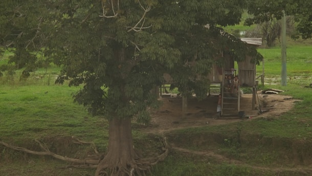 A wooden stilt house is nestled under a large, leafy tree in a lush green landscape. The house is elevated off the ground on wooden stilts. There are a couple of people sitting on the stairs leading up to the house.