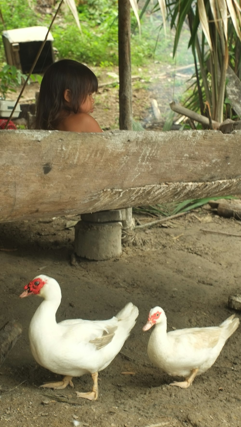 three white ducks walking around in a dirt area