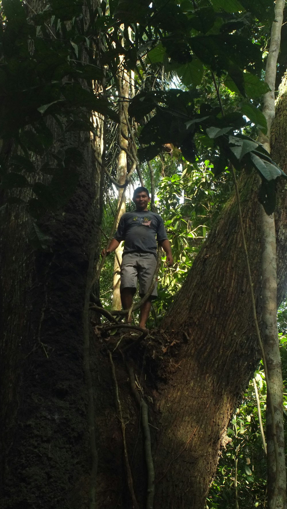 a man standing on top of a tree in the forest