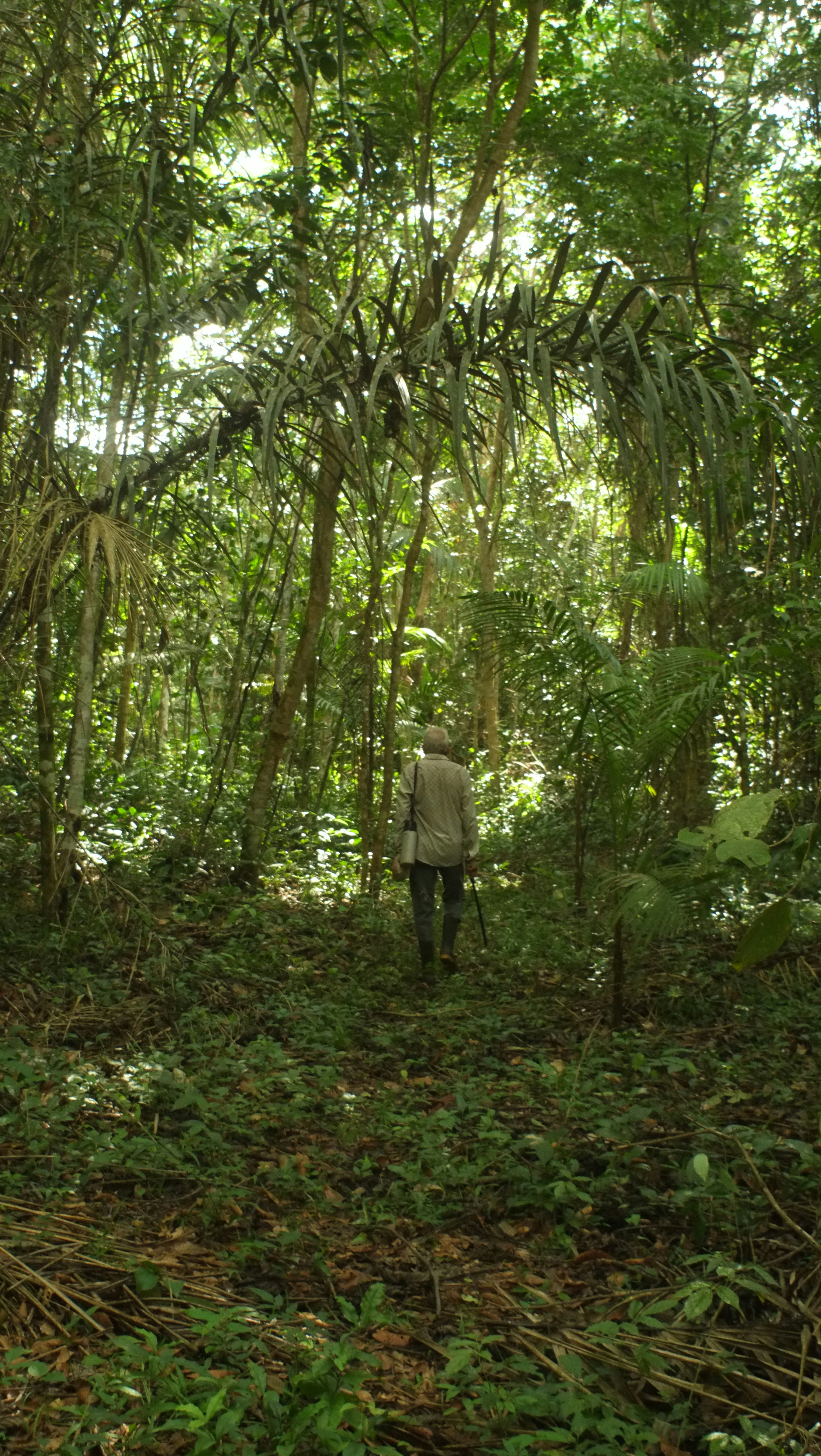 a man walking through a lush green forest