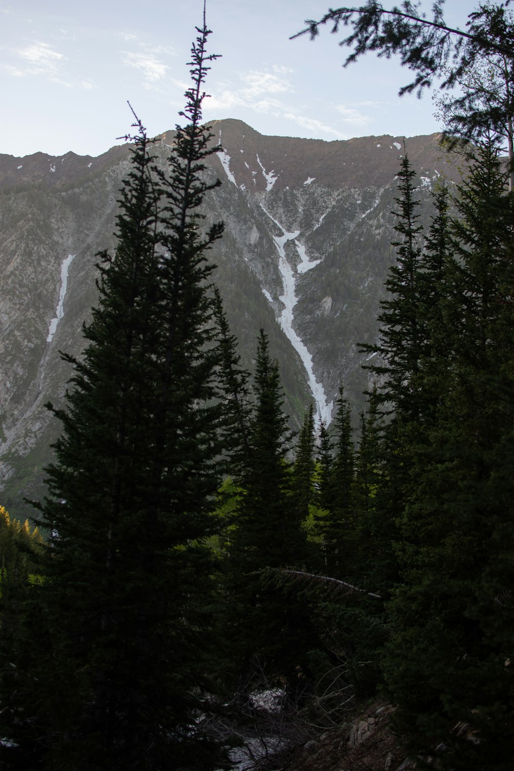 a group of pine trees in front of a mountain
