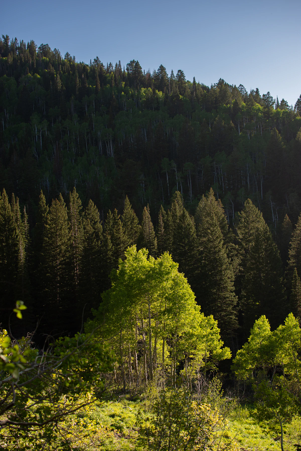 Bright green aspens below a steep slope of conifers in a Utah canyon in summer