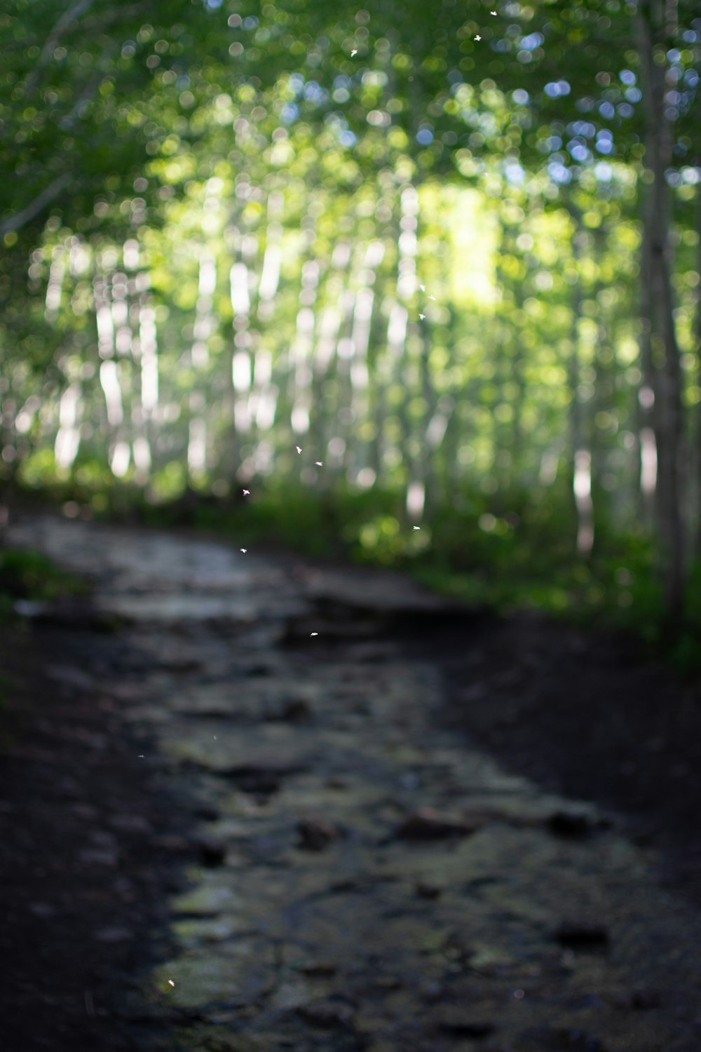 a stream running through a lush green forest