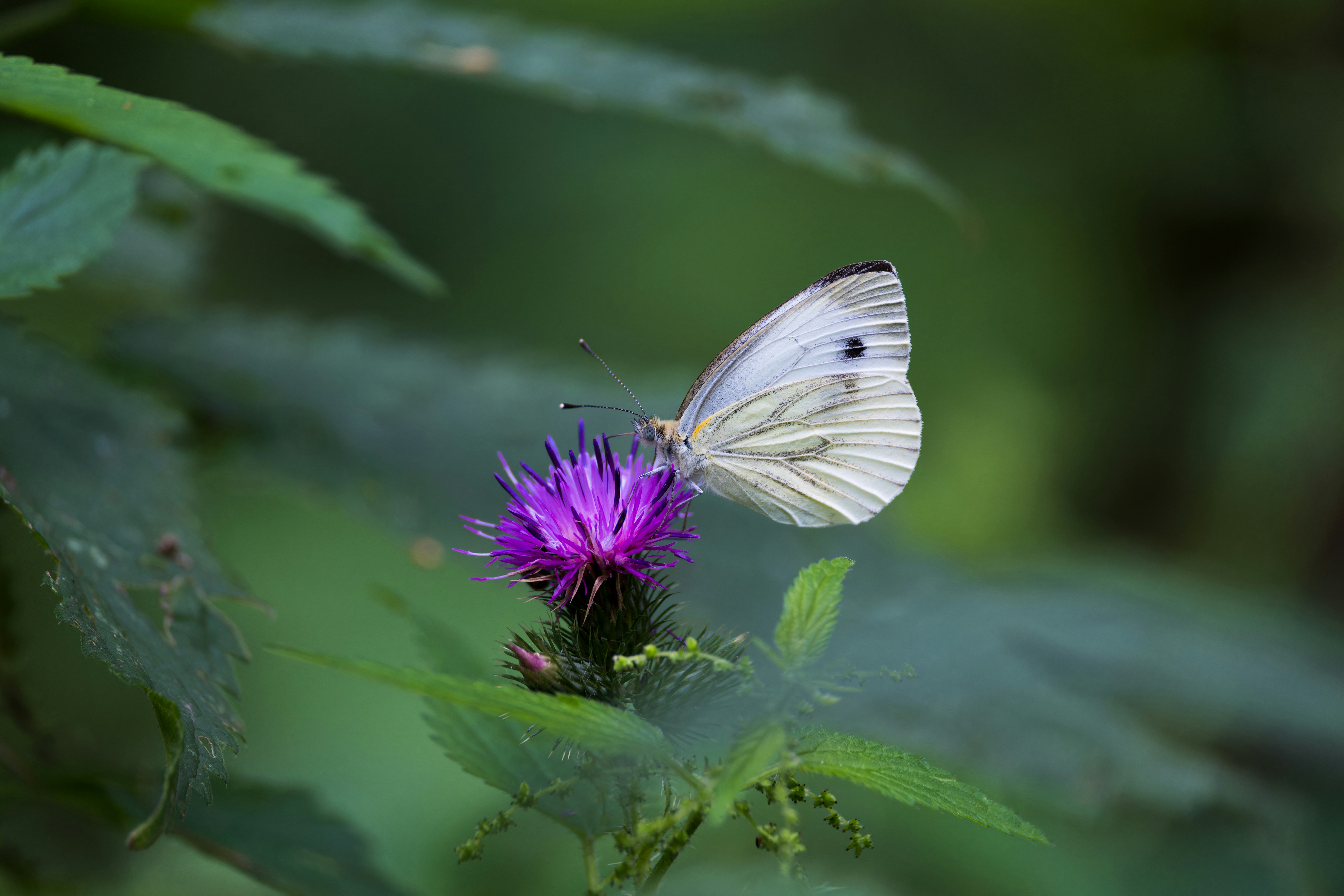 Photo by victor_vector