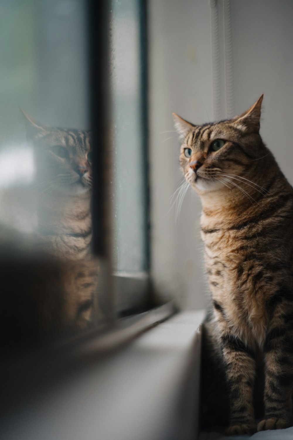 a couple of cats sitting on top of a window sill