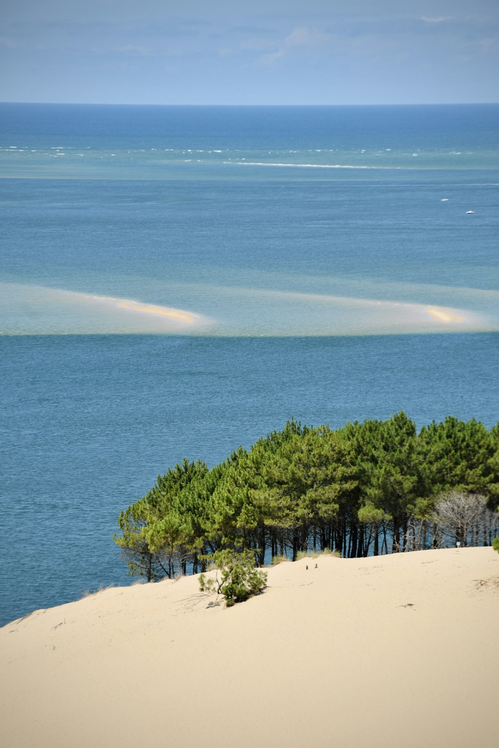 a group of trees sitting on top of a sandy beach