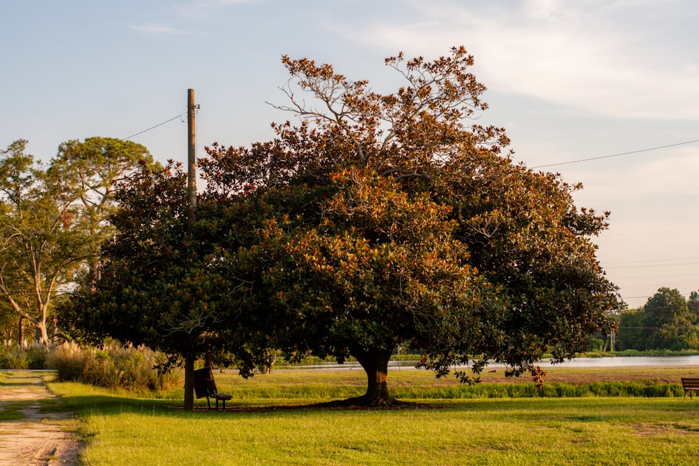 a large tree in a grassy field next to a river