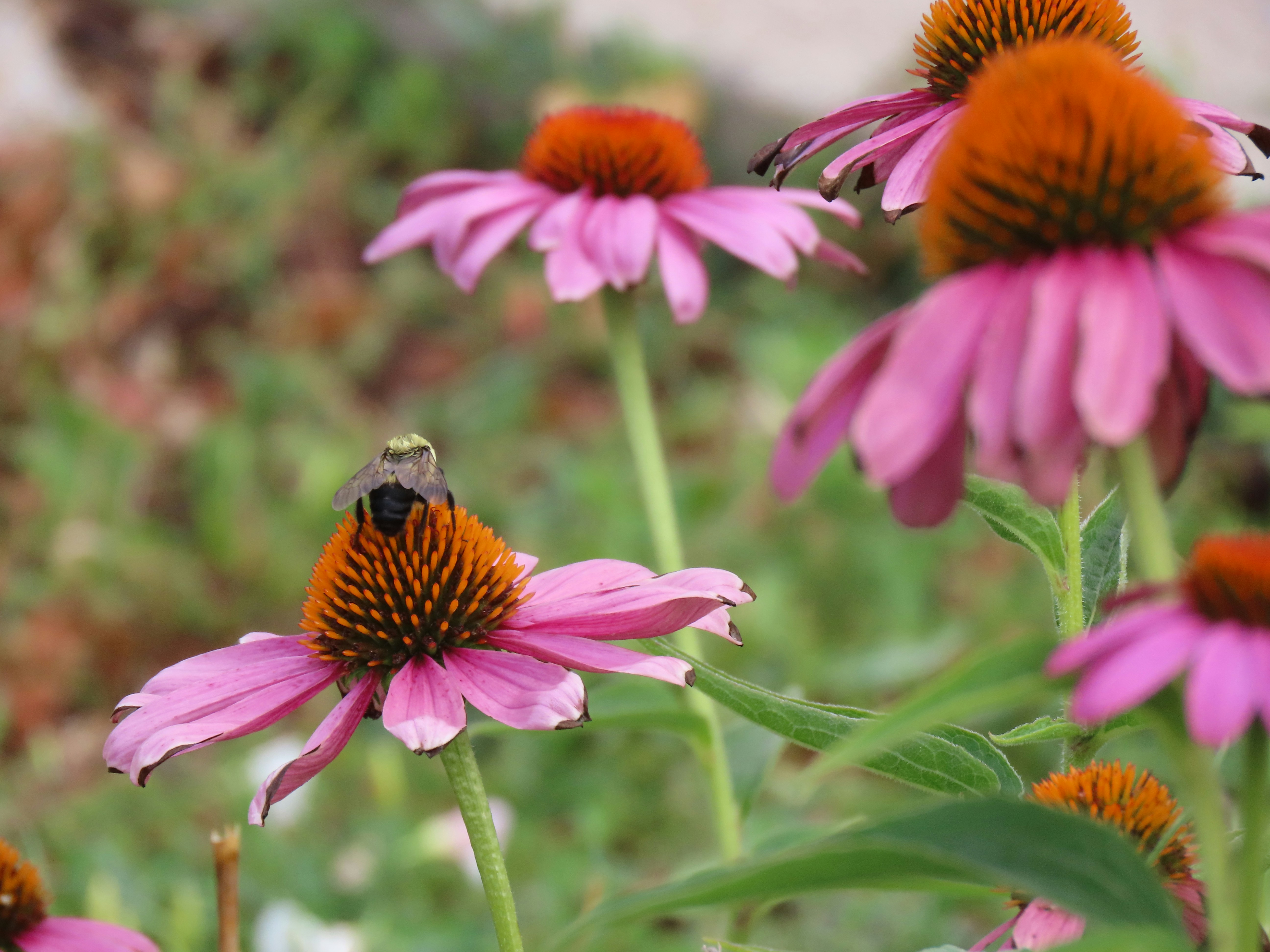 Photo by marchingnapkin