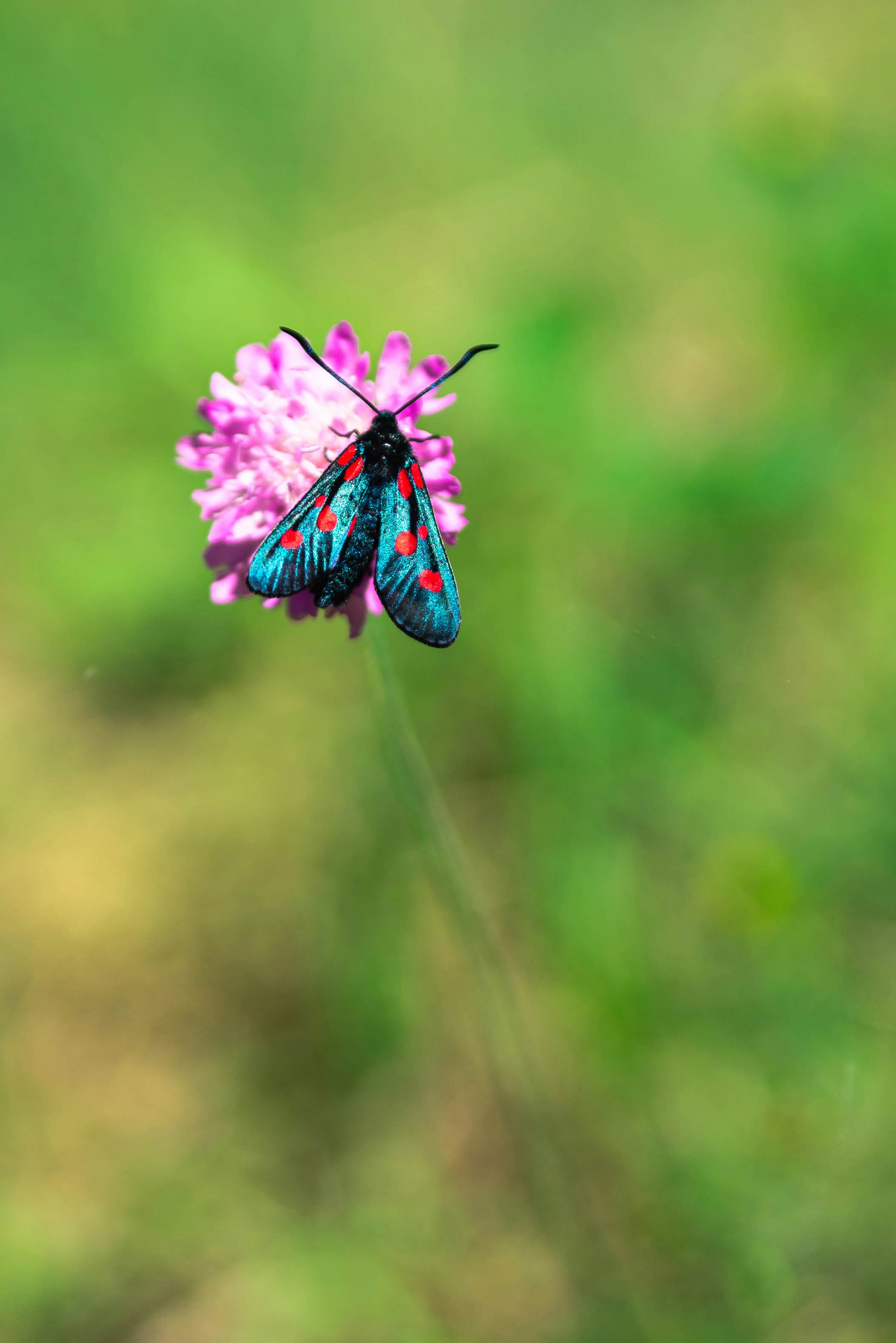 ein blauer und roter Schmetterling, der auf einer rosa Blume sitzt