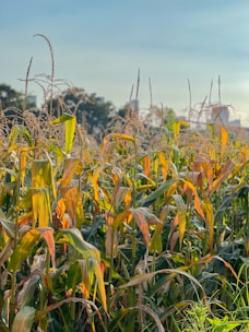 Farmer inspecting mature corn cobs ready for harvest in the field.