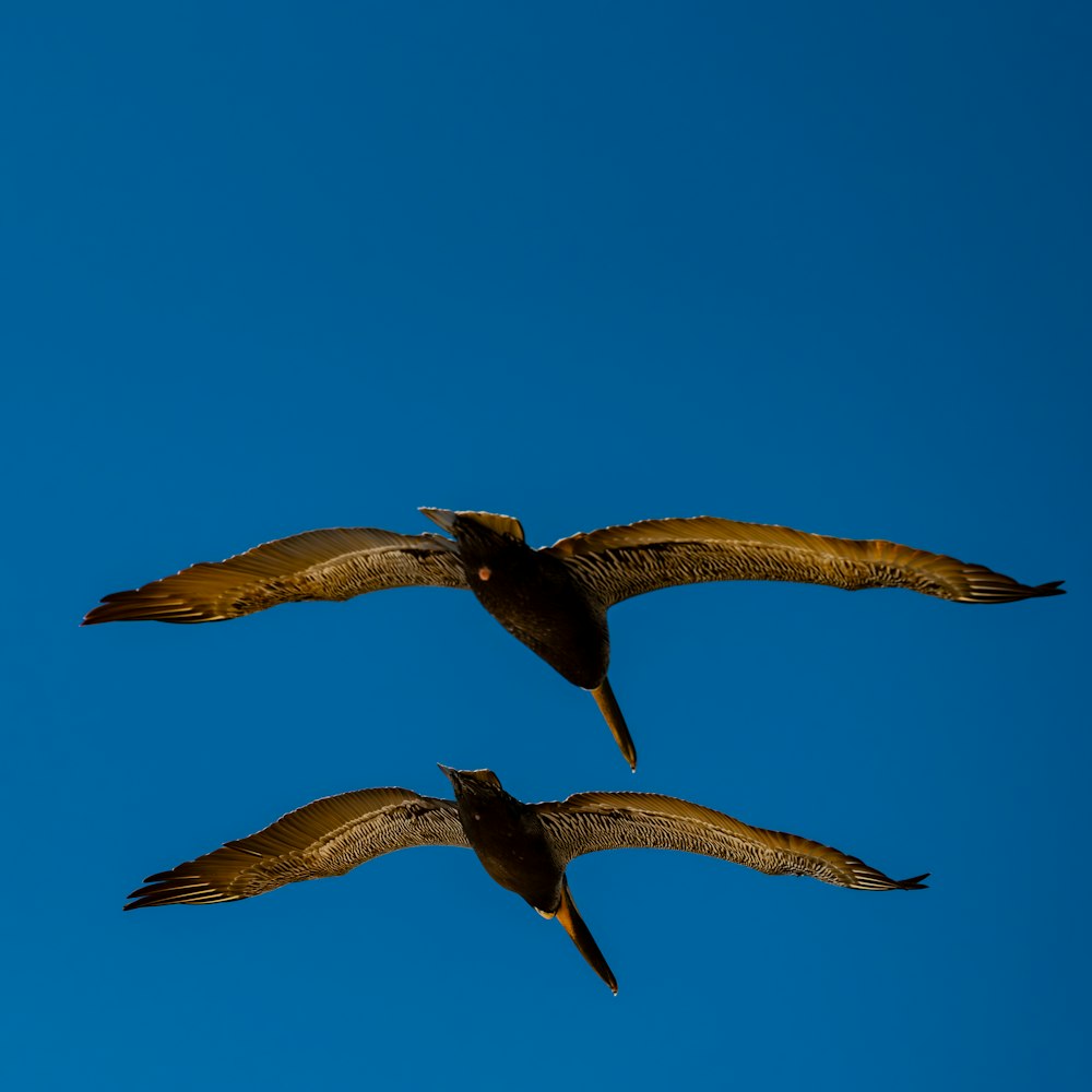 a couple of birds flying through a blue sky