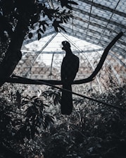 A serene aviary filled with vibrant, healthy birds.