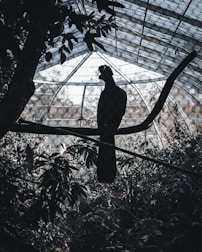 A silhouetted bird is perched on a branch inside a large aviary or greenhouse structure with a glass or mesh roof. Surrounding the bird are dense, leafy plants giving a jungle-like appearance.