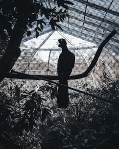 A silhouetted bird is perched on a branch inside a large aviary or greenhouse structure with a glass or mesh roof. Surrounding the bird are dense, leafy plants giving a jungle-like appearance.