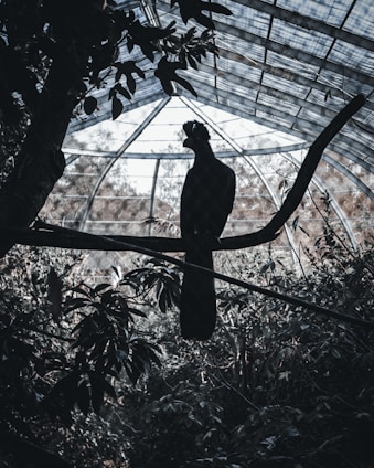 A serene aviary filled with vibrant, healthy birds.
