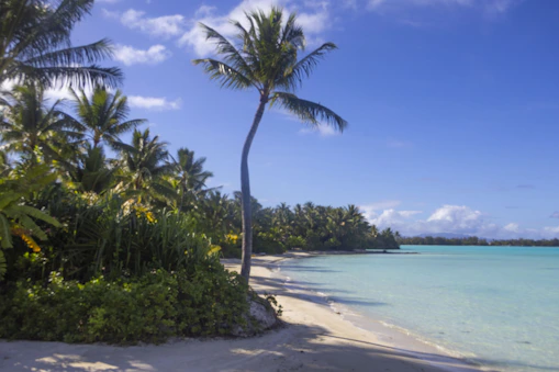 a tropical beach with palm trees and clear blue water