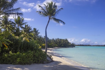 A tropical beach scene with clear turquoise waters and a sandy shoreline. Palm trees are scattered along the edge of the beach, and the sky is bright and blue, with some scattered clouds. The lush greenery provides a vibrant contrast to the blue of the sky and water.