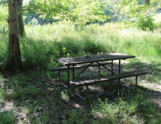 A candid photo of a family picnic under a large oak tree, sunlight filtering through the leaves.