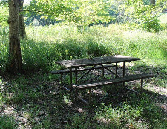 Picnic table with bench set arranged in a sunny forest clearing, ready for a meal.
