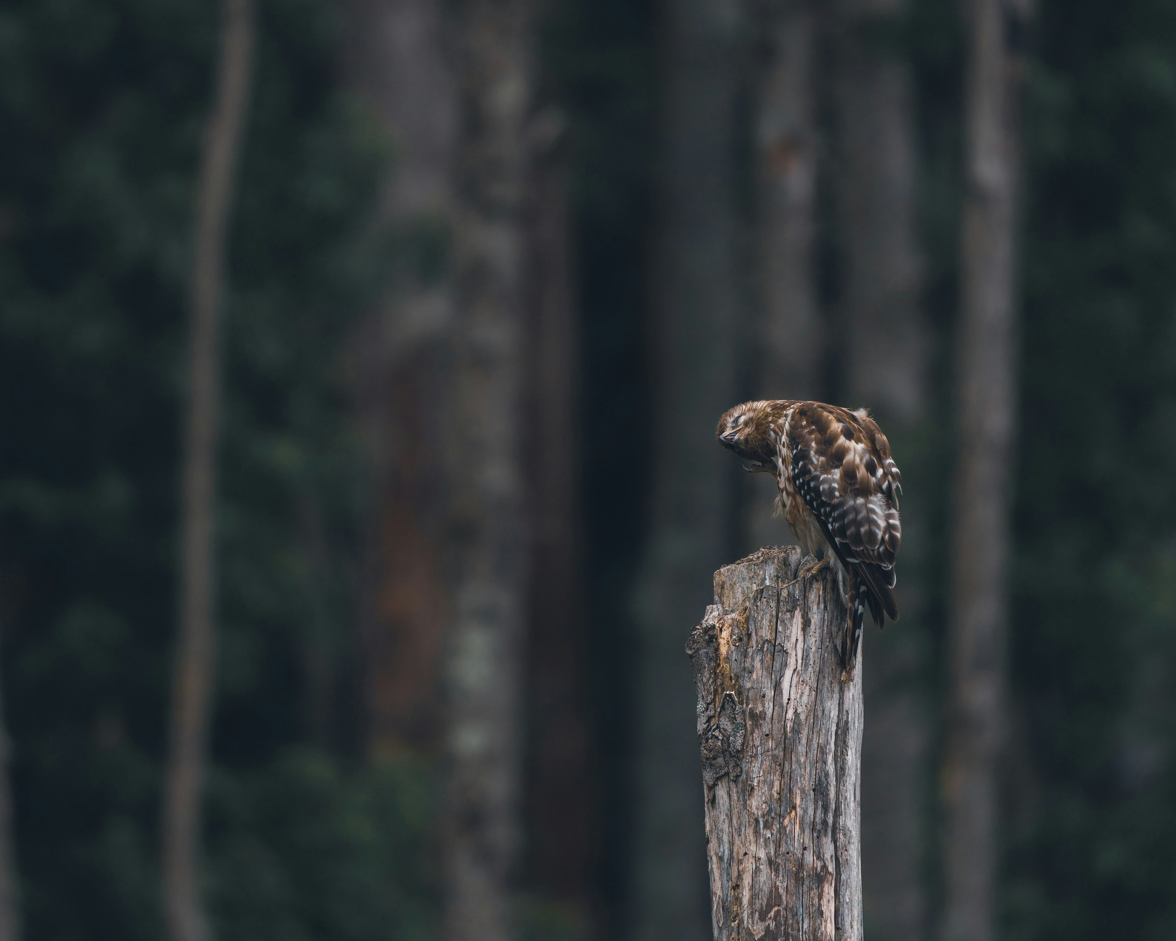 Photo by palmourphotography