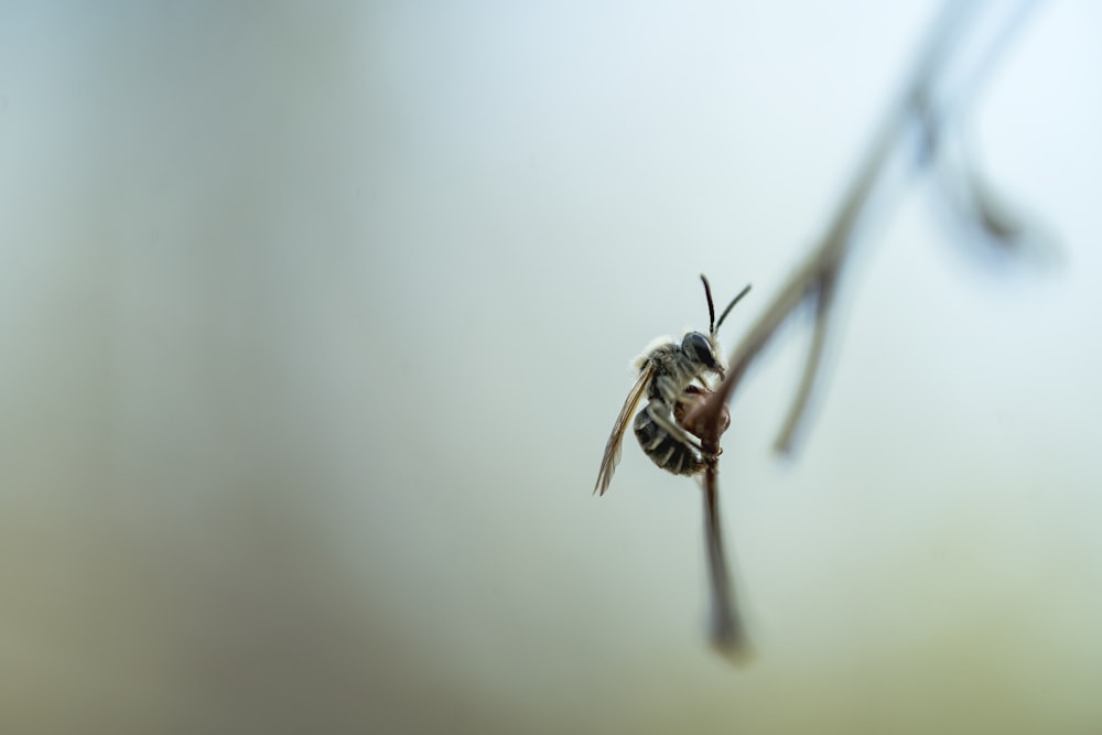 a close up of a fly on a twig