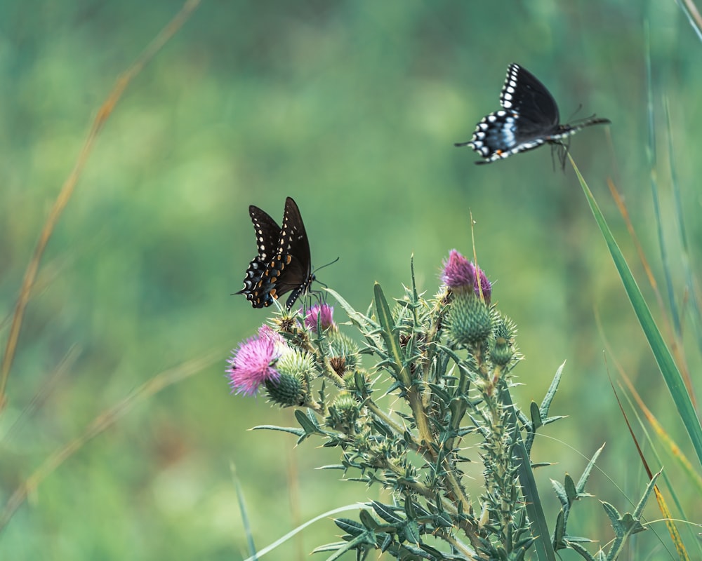 a couple of butterflies that are on a plant