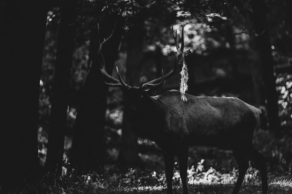 a black and white photo of a deer in the woods