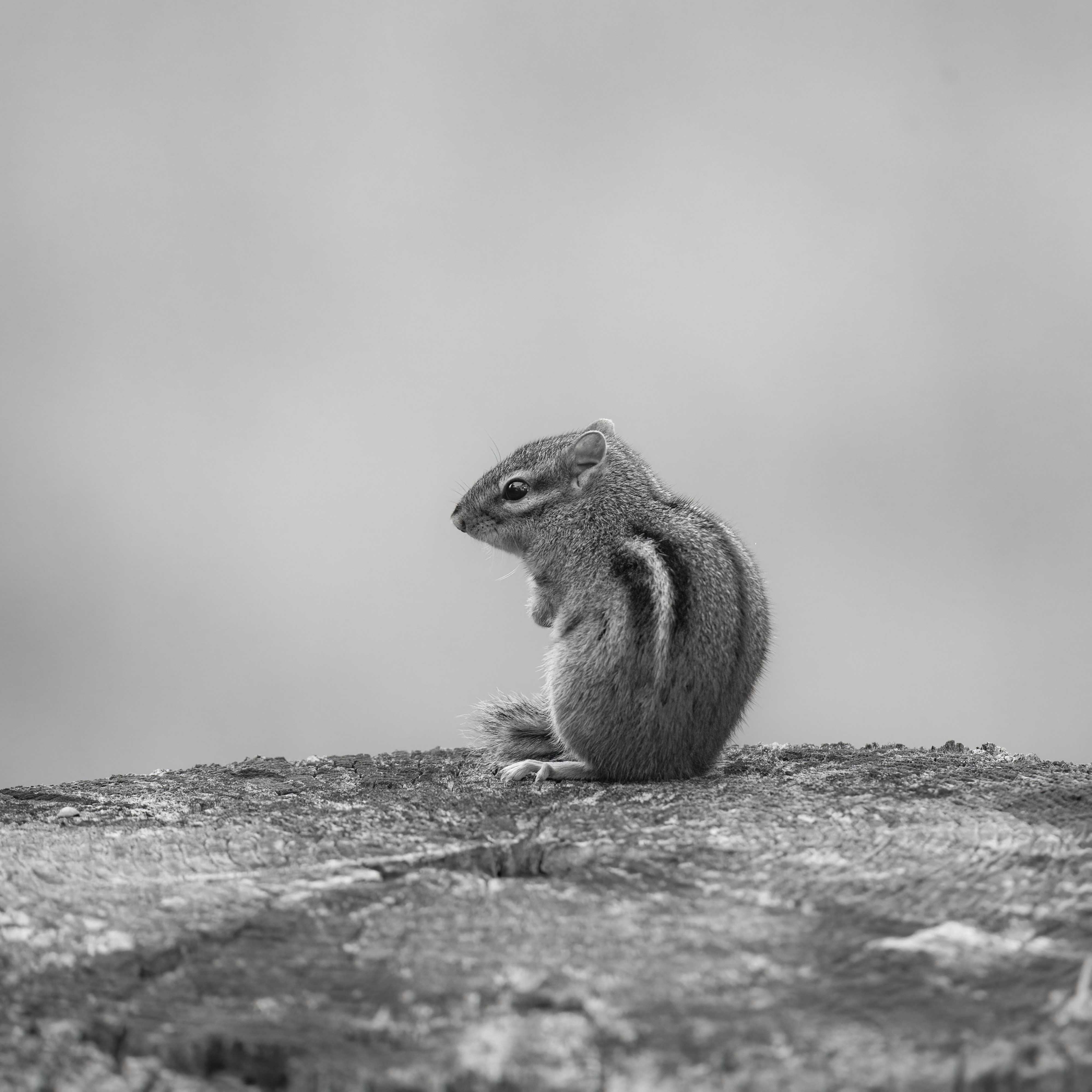 Photo by palmourphotography