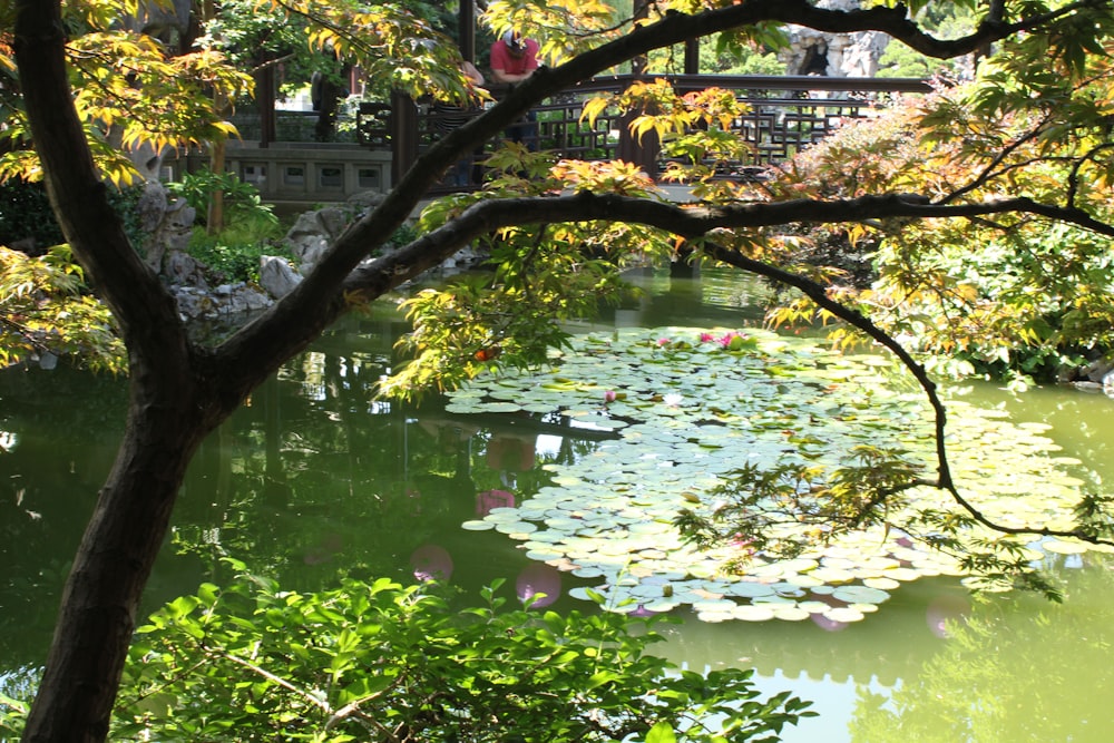 a pond filled with lots of water lilies