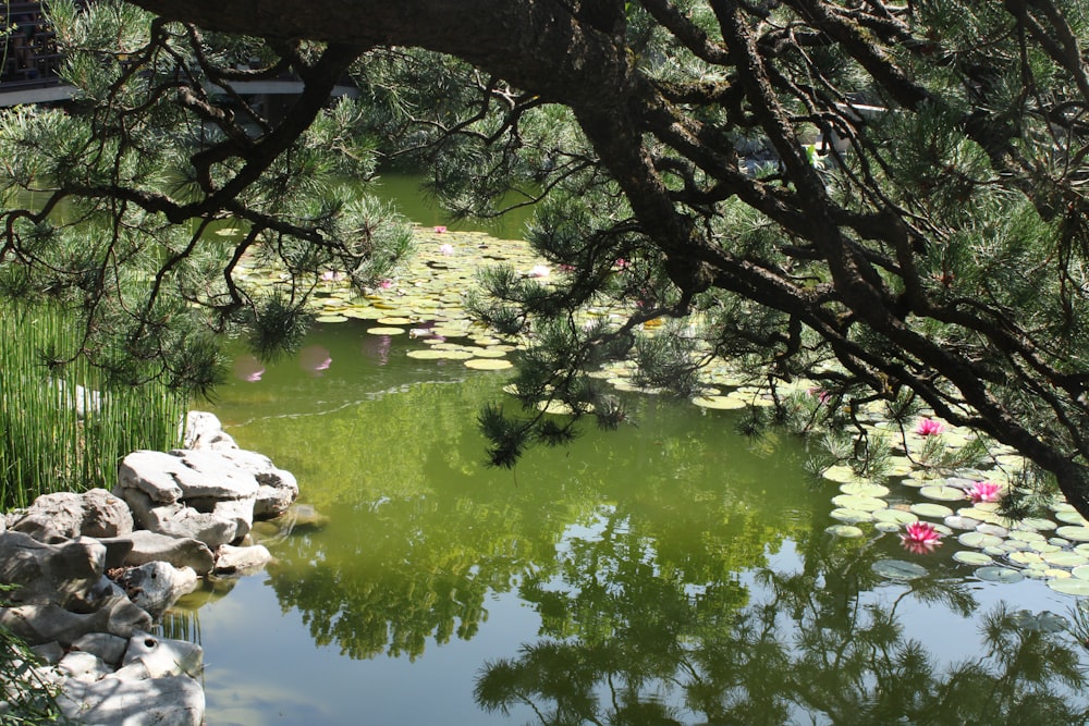 a pond surrounded by rocks and water lilies