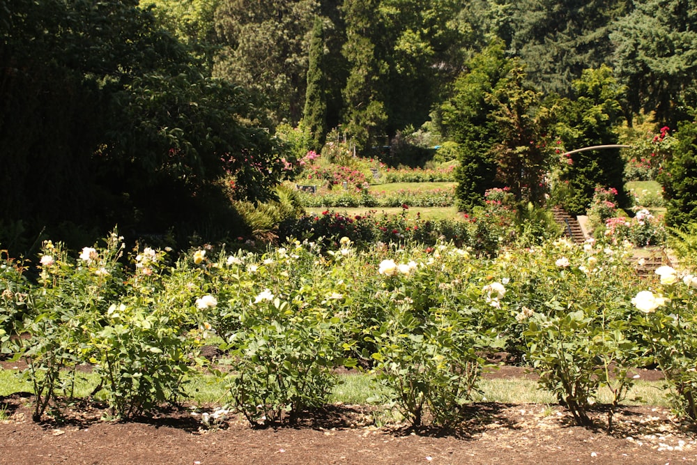 a garden filled with lots of white flowers