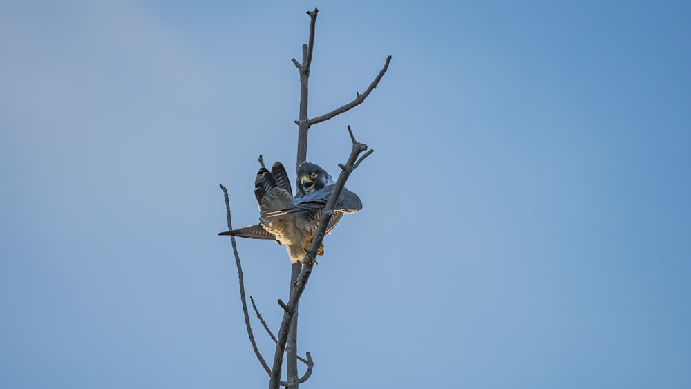 a couple of birds sitting on top of a tree