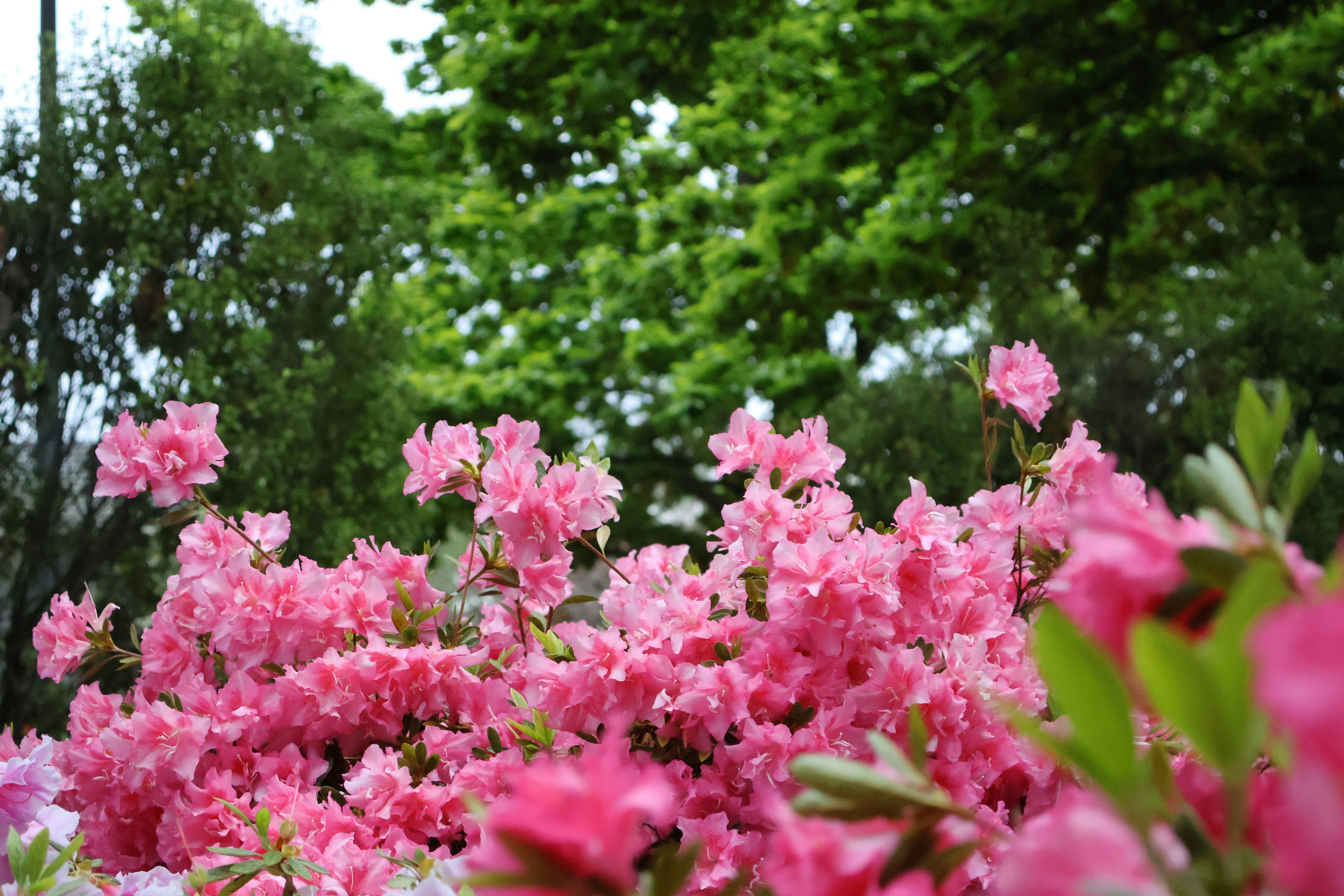 a bunch of pink flowers that are in the grass