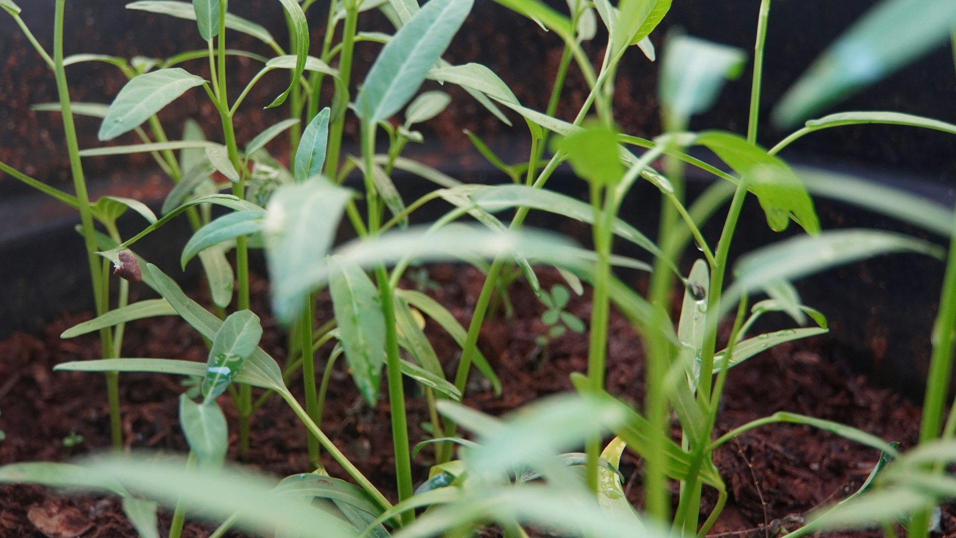 a close up of a plant in a pot